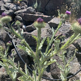 Idaho's Mammoth Cave - Natural flora :) - Museums Near Me - Shoshone, Idaho Idaho's Mammoth Cave - Natural flora :) - Museums Near Me - Shoshone, Idaho