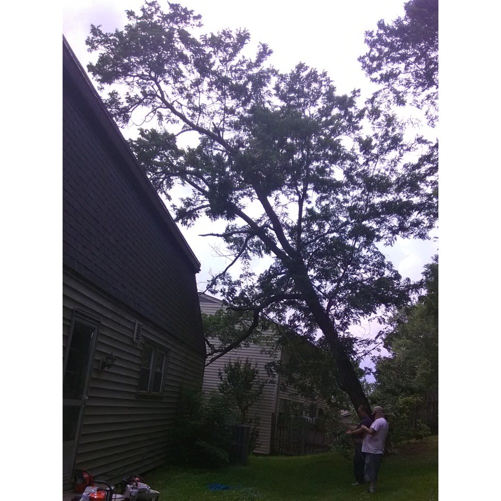 A&B American Tree Service - tree service in Kingston Springs, TN