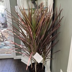 Casey's Garden Shop