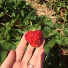 Pick of the strawberry pickings Pick of the strawberry pickings