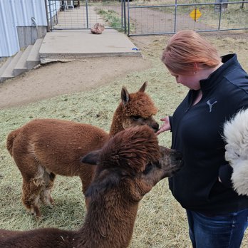 Smooth Alpaca Experience - Feeding alpacas - Petting Zoos Near Me - Golden, Colorado Smooth Alpaca Experience - Feeding alpacas - Petting Zoos Near Me - Golden, Colorado
