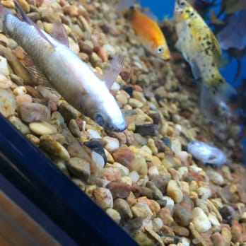 Petco - A series of photos of just some of their tanks.  Dead fish in almost every tank. - Pet Stores Near Me - San Jose, California