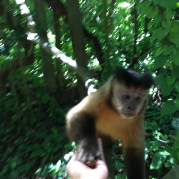 Monkey Jungle - Capuchin - rainforest adventure tour - Zoos Near Me - Miami, Florida Monkey Jungle - Capuchin - rainforest adventure tour - Zoos Near Me - Miami, Florida