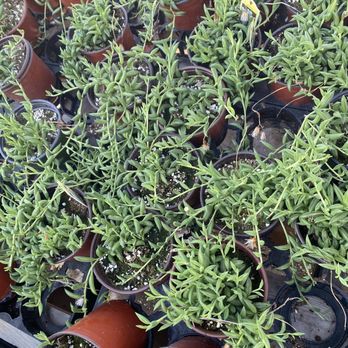 Toro Nursery - Nurseries & Gardening Near Me - Torrance, California Toro Nursery - Nurseries & Gardening Near Me - Torrance, California