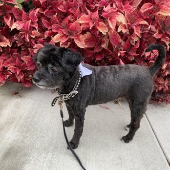 Pooch Pawlor Spa - Pet Groomers Near Me - Glendale, California