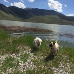 Joe T Fallini Recreation Site - Pups enjoyed running on the shore.
