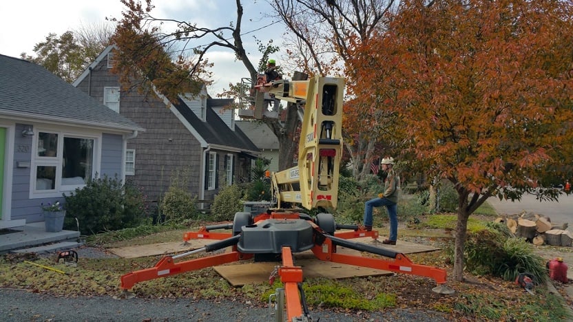 CCF Tree Services - tree service in Raleigh, NC