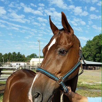 Horse Taxi - Horse Boarding Near Me Horse Taxi - Horse Boarding Near Me