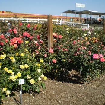 The Flower Fields - the rose garden - Venues & Event Spaces Near Me - Carlsbad, California