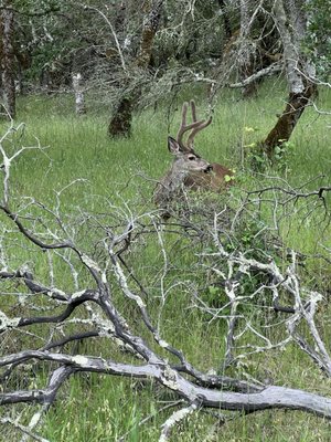 Trione-Annadel State Park by null