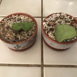 Unrooted  Hoya Kerri