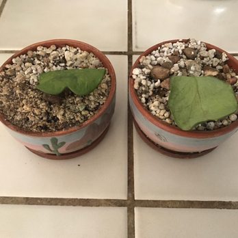 The Cactus King - Unrooted  Hoya Kerri - Nurseries & Gardening Near Me - Houston, Texas