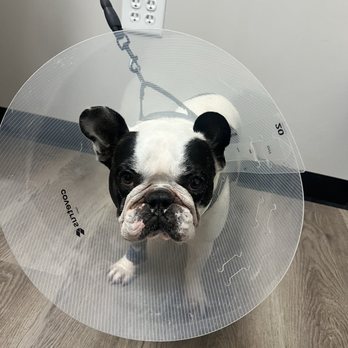Animal Eye Care - Veterinarians Near Me - Virginia Beach, Virginia Animal Eye Care - Veterinarians Near Me - Virginia Beach, Virginia