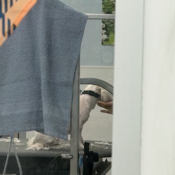 PetSmart - My Luna getting worked on - Pet Groomers Near Me - STATEN ISLAND, New York