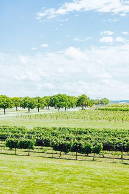 Signor Vineyards by null