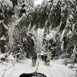 Dog Sled Adventures - Dog sledding experience