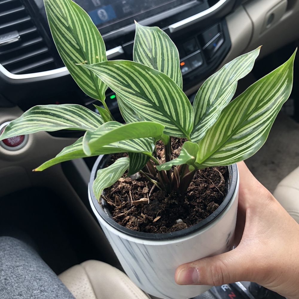 Plant Garage - Home Decor Near Me - Denver, Colorado Plant Garage - Home Decor Near Me - Denver, Colorado