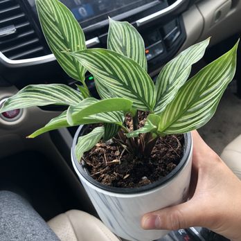 Plant Garage - Home Decor Near Me - Denver, Colorado