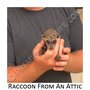 Photo of Premier Pest & Wildlife Control