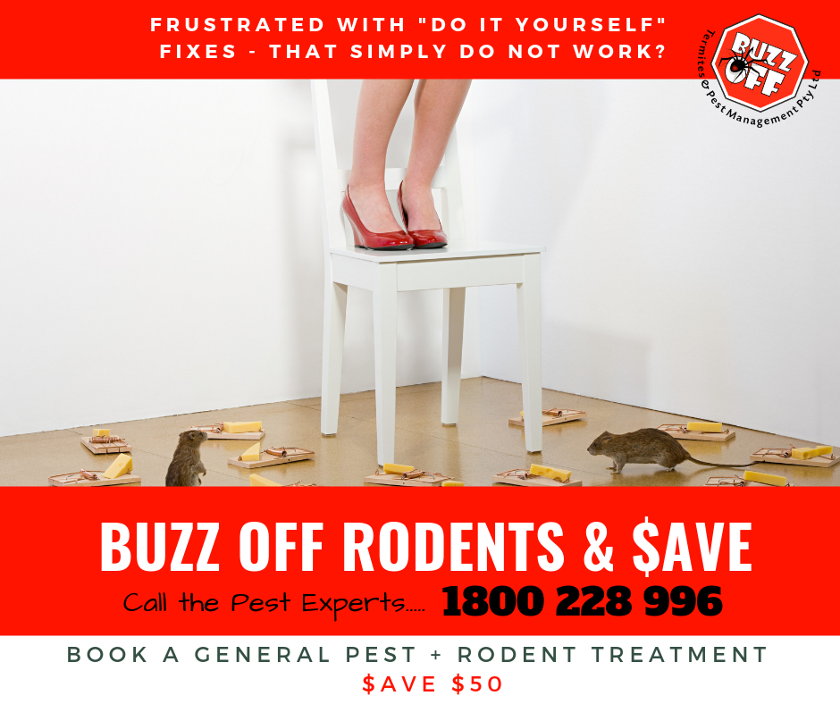 BUZZ OFF TERMITES & PEST MANAGEMENT Request a Quote 155 Walters Rd, Blacktown New South