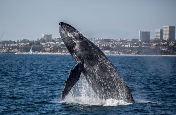 Davey's Locker Whale Watching & Sportfishing by null