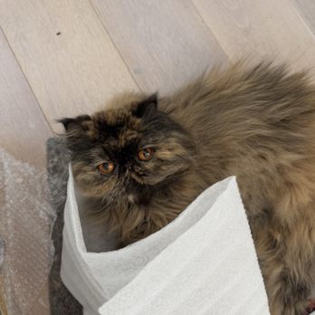 MR. CAT - Pet Groomers Near Me