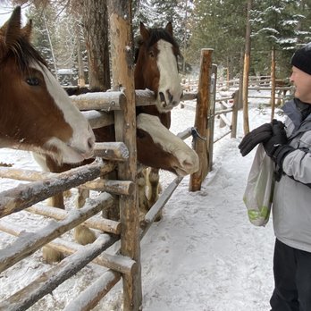 Odell Lake Lodge & Resort - Kitchen gave us carrots for the Clydesdales - Hotels Near Me - Crescent, Oregon Odell Lake Lodge & Resort - Kitchen gave us carrots for the Clydesdales - Hotels Near Me - Crescent, Oregon