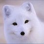 Photo of Arctic Fox Medical