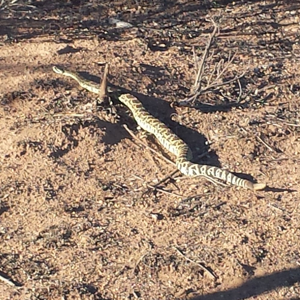 Ramona Grasslands Preserve - Hello friend! - Hiking Near Me - Ramona, California Ramona Grasslands Preserve - Hello friend! - Hiking Near Me - Ramona, California
