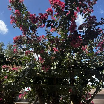 Braeswood Estates - Outside livingroom window. - Assisted Living Facilities Near Me - Houston, Texas