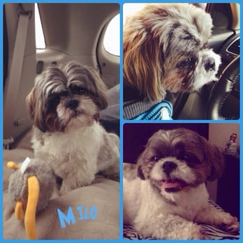 rice street pet clinic