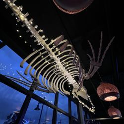 The Whale