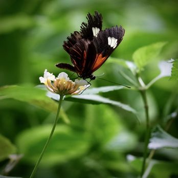 The Butterfly Place - Butterfly - Botanical Gardens Near Me - Westford, Massachusetts