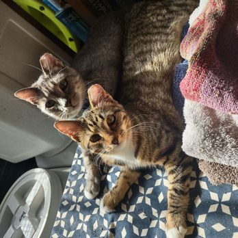 SNIPSA - Momma and her kitten Cinnamon that was Spayed at SNIPSA. - Animal Shelters Near Me - San Antonio, Texas SNIPSA - Momma and her kitten Cinnamon that was Spayed at SNIPSA. - Animal Shelters Near Me - San Antonio, Texas