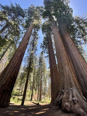 General Sherman Tree by null