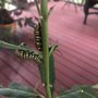 Photo of Angel Wings Greenhouse