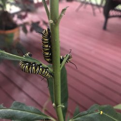 Angel Wings Greenhouse - Future monarchs!