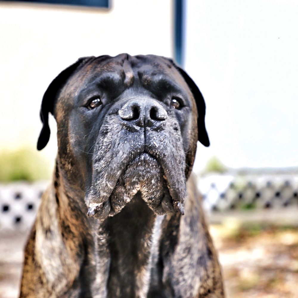 Cane Corso Bible And the Cane Corso Your Perfect Cane Corso Guide