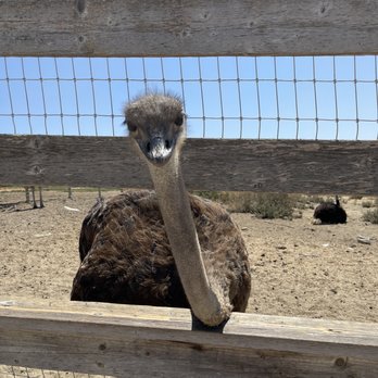 Ostrichland USA - Attraction Farms Near Me - Solvang, California Ostrichland USA - Attraction Farms Near Me - Solvang, California