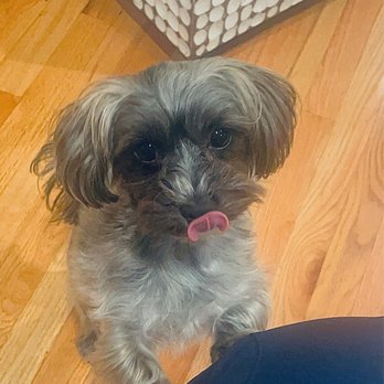Staten Island Veterinary Group - "Rosie... ready to go to SI Vet??" "Yes, mommy, they are so nice... they give me whip cream when I get my shots! YUMMY!" - Veterinarians Near Me - Staten Island, New York Staten Island Veterinary Group - "Rosie... ready to go to SI Vet??" "Yes, mommy, they are so nice... they give me whip cream when I get my shots! YUMMY!" - Veterinarians Near Me - Staten Island, New York