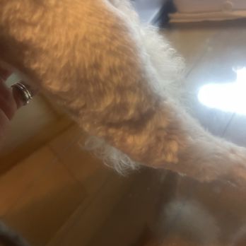 PetSmart - Uneven leg cut - Pet Stores Near Me - Jacksonville, Florida