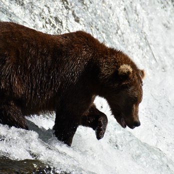 Lake Clark Air - Hungry brown bear looking for salmon at Brooks camp in Katmai National Park. - Private Jet Charter Near Me - Anchorage, Alaska Lake Clark Air - Hungry brown bear looking for salmon at Brooks camp in Katmai National Park. - Private Jet Charter Near Me - Anchorage, Alaska