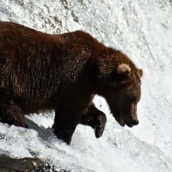 Hungry brown bear looking for salmon at Brooks camp in Katmai National Park.