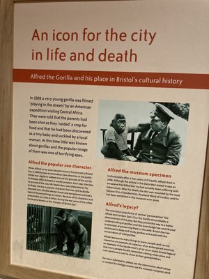 Bristol Museum & Art Gallery by null