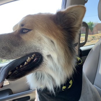 Animal Kingdom - Pet Groomers Near Me - Colton, California Animal Kingdom - Pet Groomers Near Me - Colton, California
