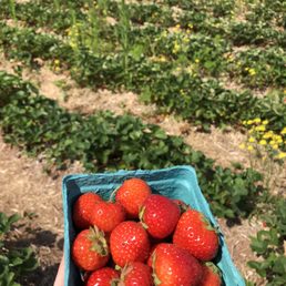 The cutest lil strawberries ever. They are so fresh and sweet! The cutest lil strawberries ever. They are so fresh and sweet!