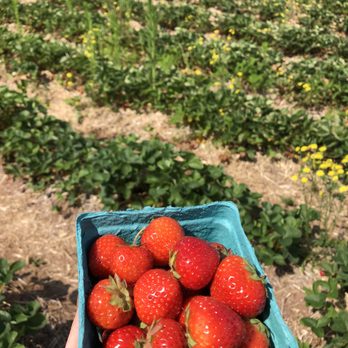 Rose’s Berry Farm - The cutest lil strawberries ever. They are so fresh and sweet! - Farms Near Me - Glastonbury, Connecticut