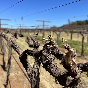 Chappellet - a bunch of vines in a vineyard - Wineries Near Me - Saint Helena, California Chappellet - a bunch of vines in a vineyard - Wineries Near Me - Saint Helena, California
