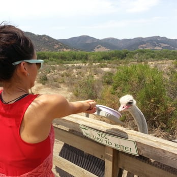 Ostrichland USA - $1/Bowl of Feed - Attraction Farms Near Me - Solvang, California Ostrichland USA - $1/Bowl of Feed - Attraction Farms Near Me - Solvang, California