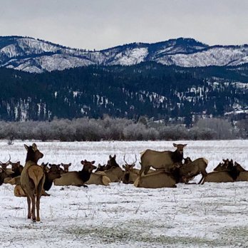 Idaho Sleigh Rides - Wild Elk! - Tours Near Me Idaho Sleigh Rides - Wild Elk! - Tours Near Me
